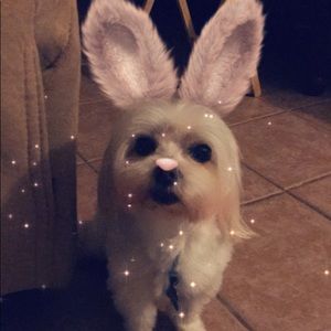 Meet your Posher, Allison